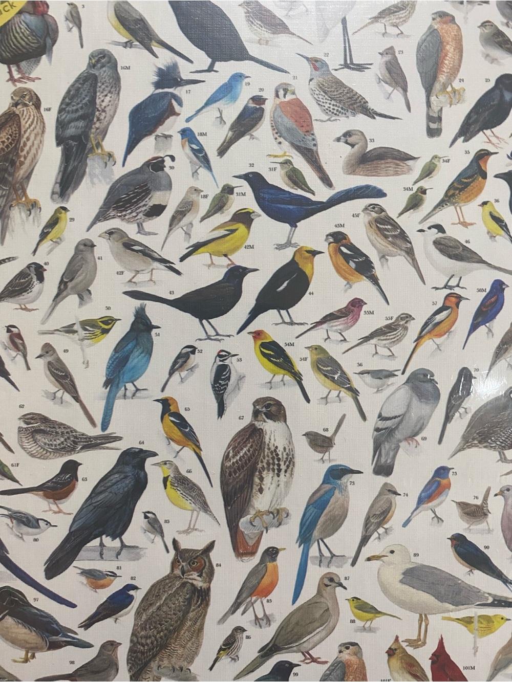 Birds of Western North America 1000-Piece Jigsaw Puzzle - Picture 5 of 5